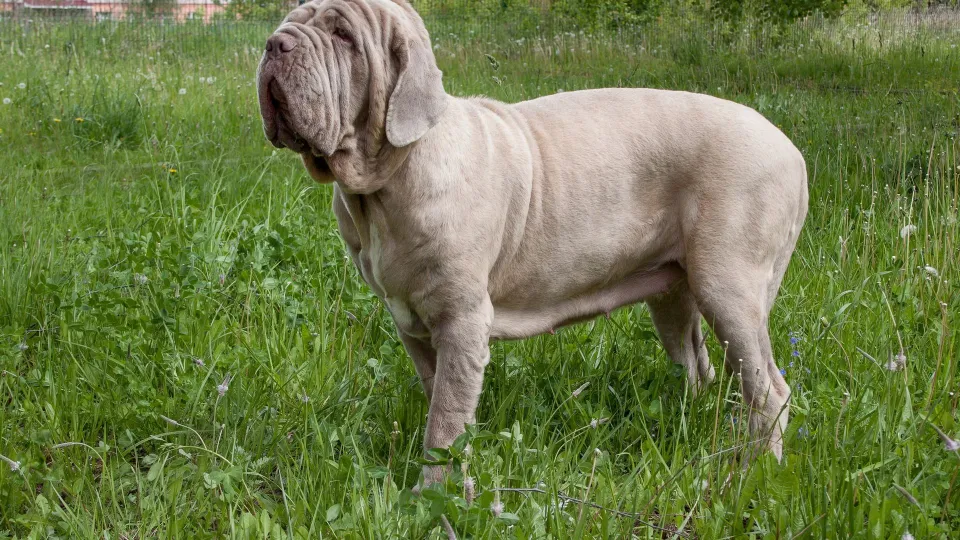 Neapolitan Mastiff